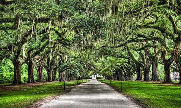 dmo-plantations-01 image dmo-plantations-01